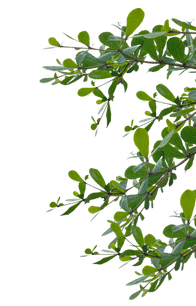 leaf-image
